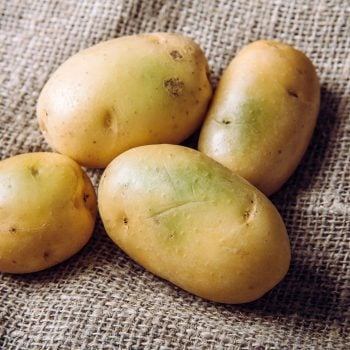 Sunlight And Warmth Turn Potatoes Skin Green Witch Contain High Levels Of A Toxin Solanine Which Can Cause Sickness And Is Poisonous Do Not Buy And Eat Green Potatoes Heap On Sackcloth