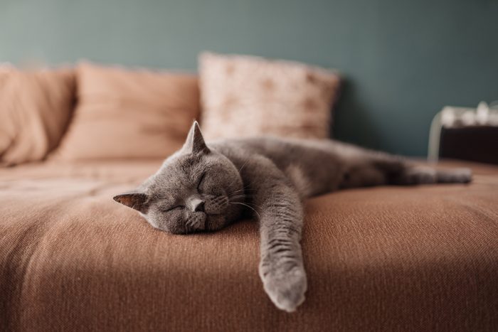 Why Do Cats Sleep So Much—and How Much Do They Actually Sleep?