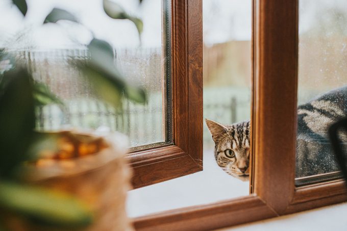 anxious Cat peering through a window
