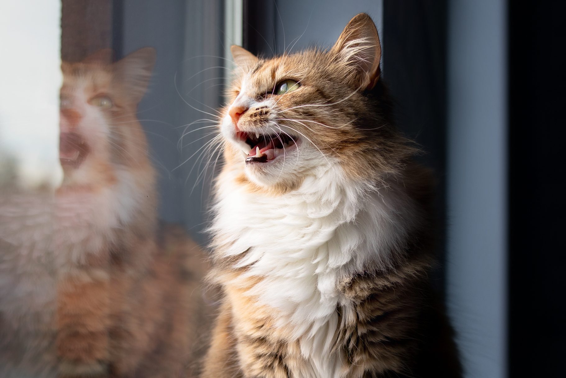 Why Do Cats Chirp? How and Why Cats Make This Sound