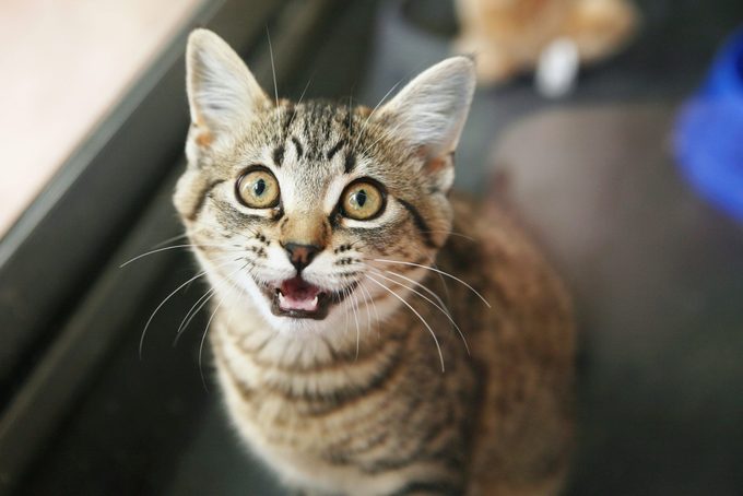 Adorable tabby kitten looking up and meowing