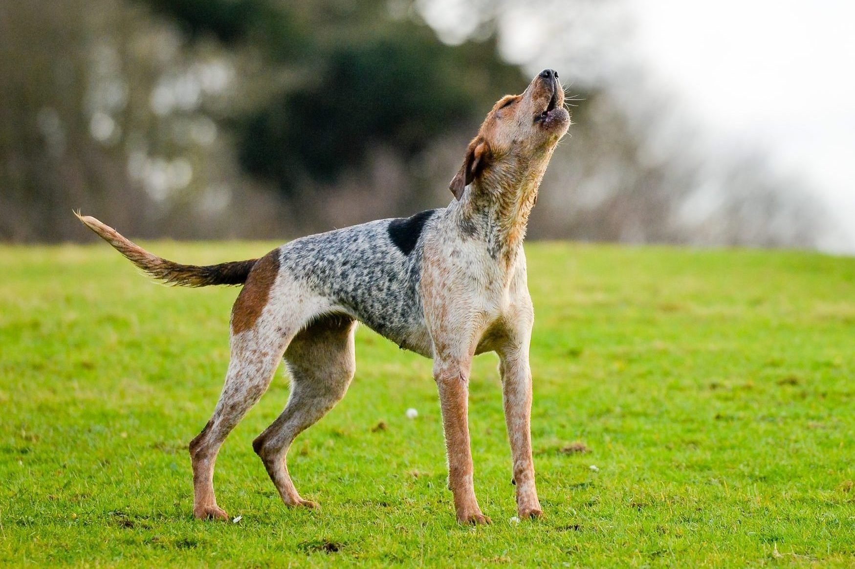 Dog Exercise: Common Questions Answered by Our Trusted