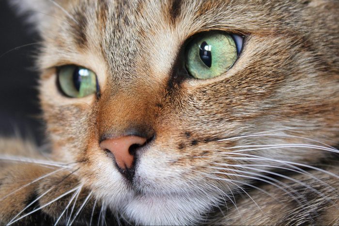 Close up of tabby cat face with green eyes and white whiskers