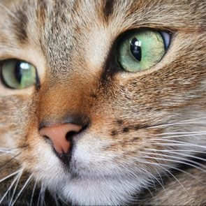 Close up of tabby cat face with green eyes and white whiskers