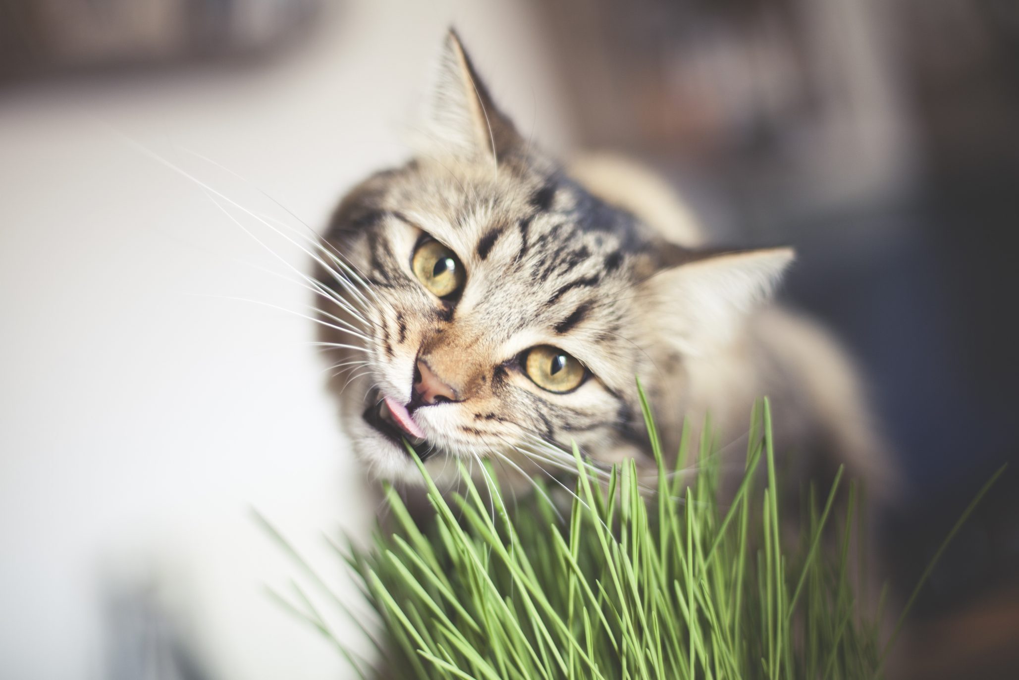 Why Do Cats Eat Grass? 3 Reasons Why, and When to Worry About It