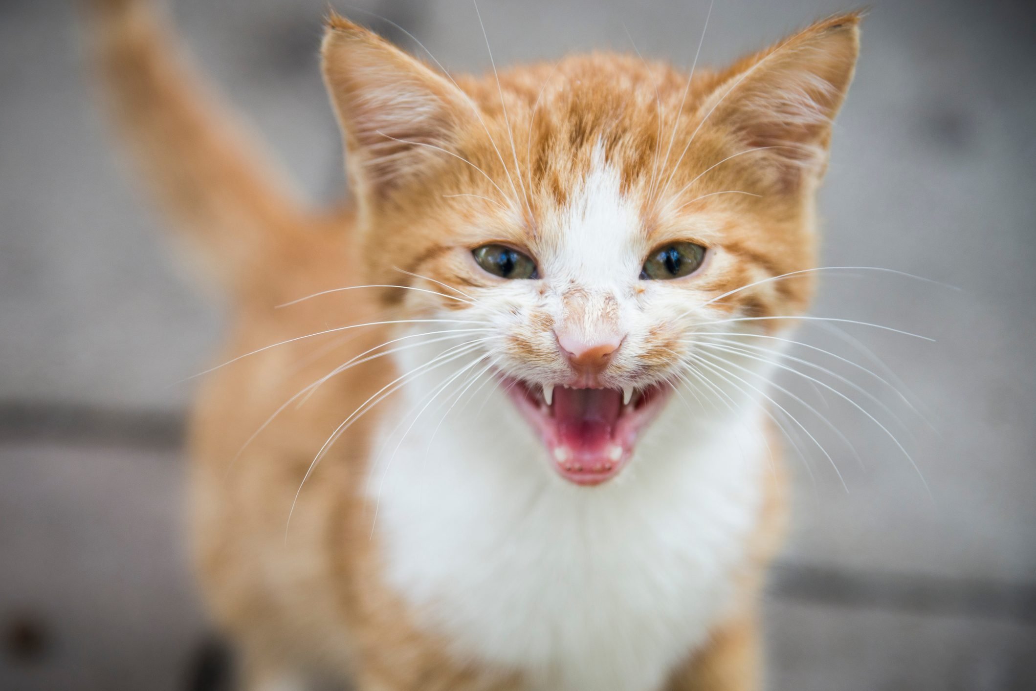 5 Common Cat Noises and What They Mean - All About Cats