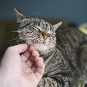cat purring with eyes closed as hand strokes the cat's chin