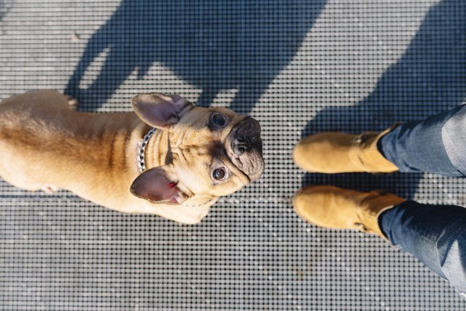 Portrait of French bulldog looking up to owner