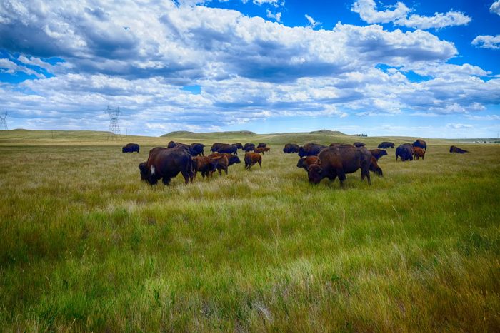 Buffalo on the Prairie in Wyoming