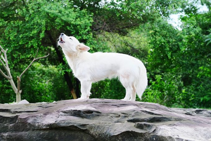 White Dog Howling On Rock Against Trees