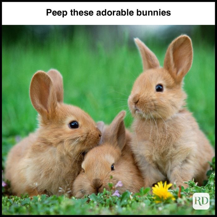 35 Hilarious Easter Memes That Will Make Any-Bunny Laugh Text: Peep these adorable bunnies