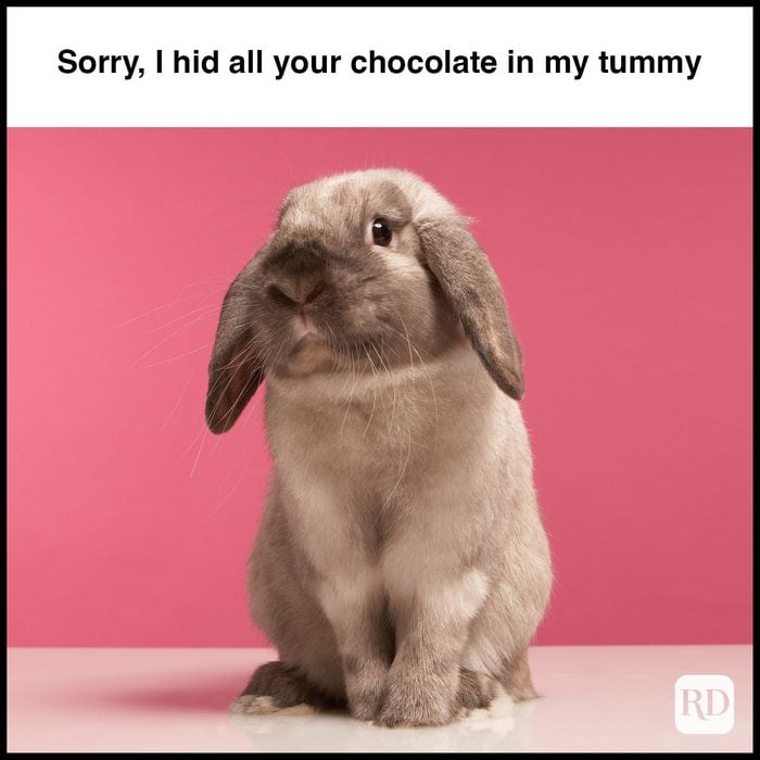 35 Hilarious Easter Memes That Will Make Any-Bunny Laugh Text: Sorry, I hid all your chocolate in my tummy