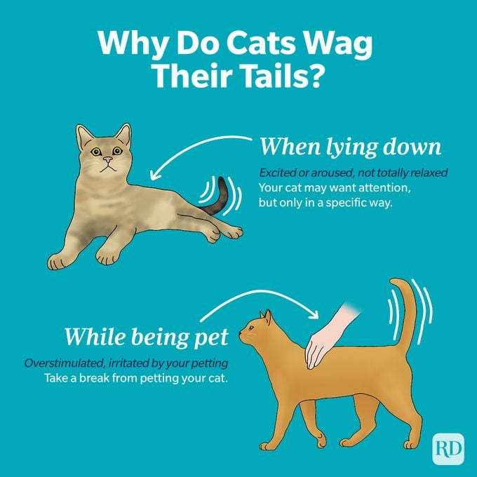 Why Do Cats Wag Their Tails Graphic