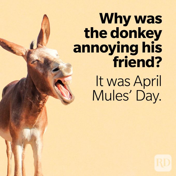 Why was the donkey annoying his friend? It was April Mules’ Day.