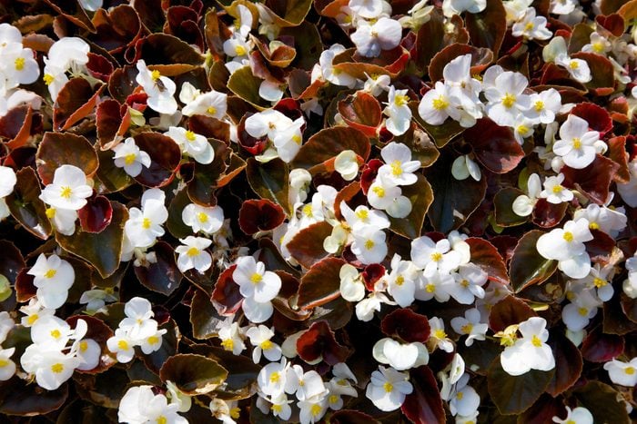 Red Leafed White Wax Begonia Flowers View From Above
