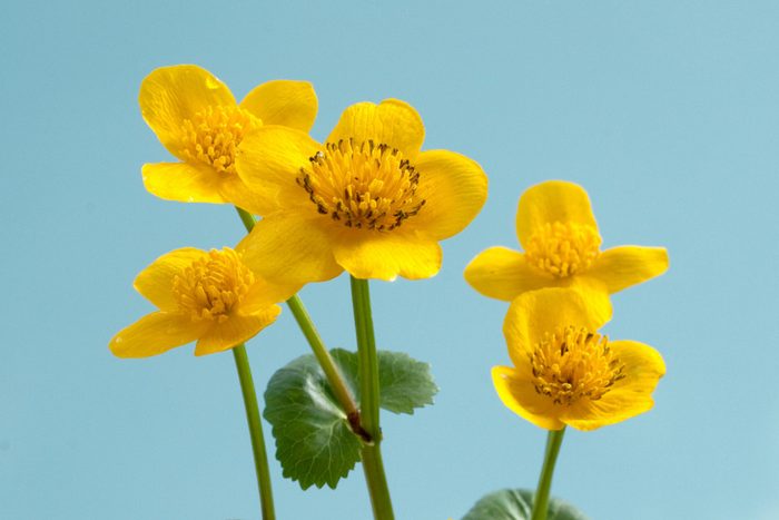 Yellow Buttercup Flowers with stems on Light Blue Background