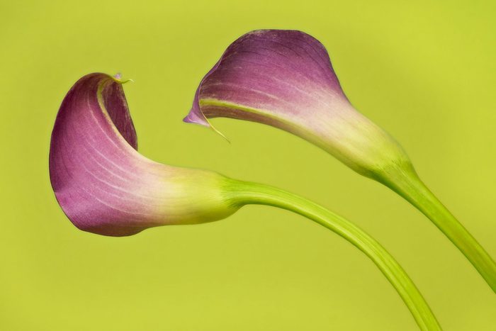 Brightly Colored Pink Calla Lily Flowers and Stem on Green Background