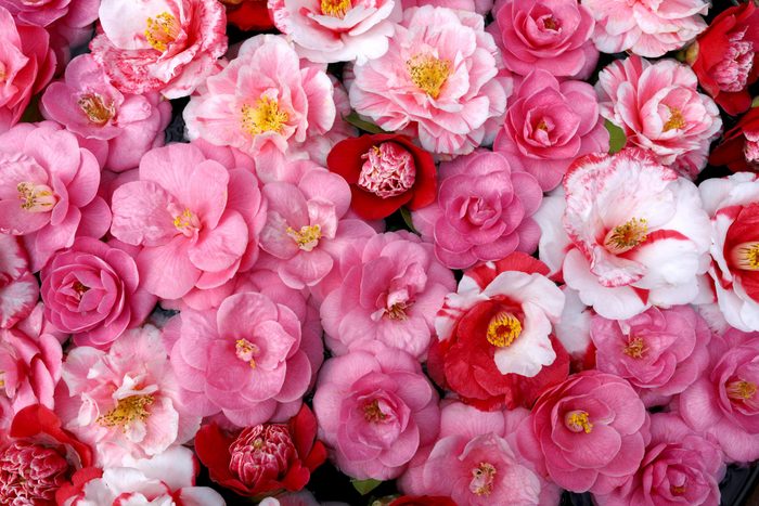 Pink and Close up View of Red Camellia Blossoms From Above