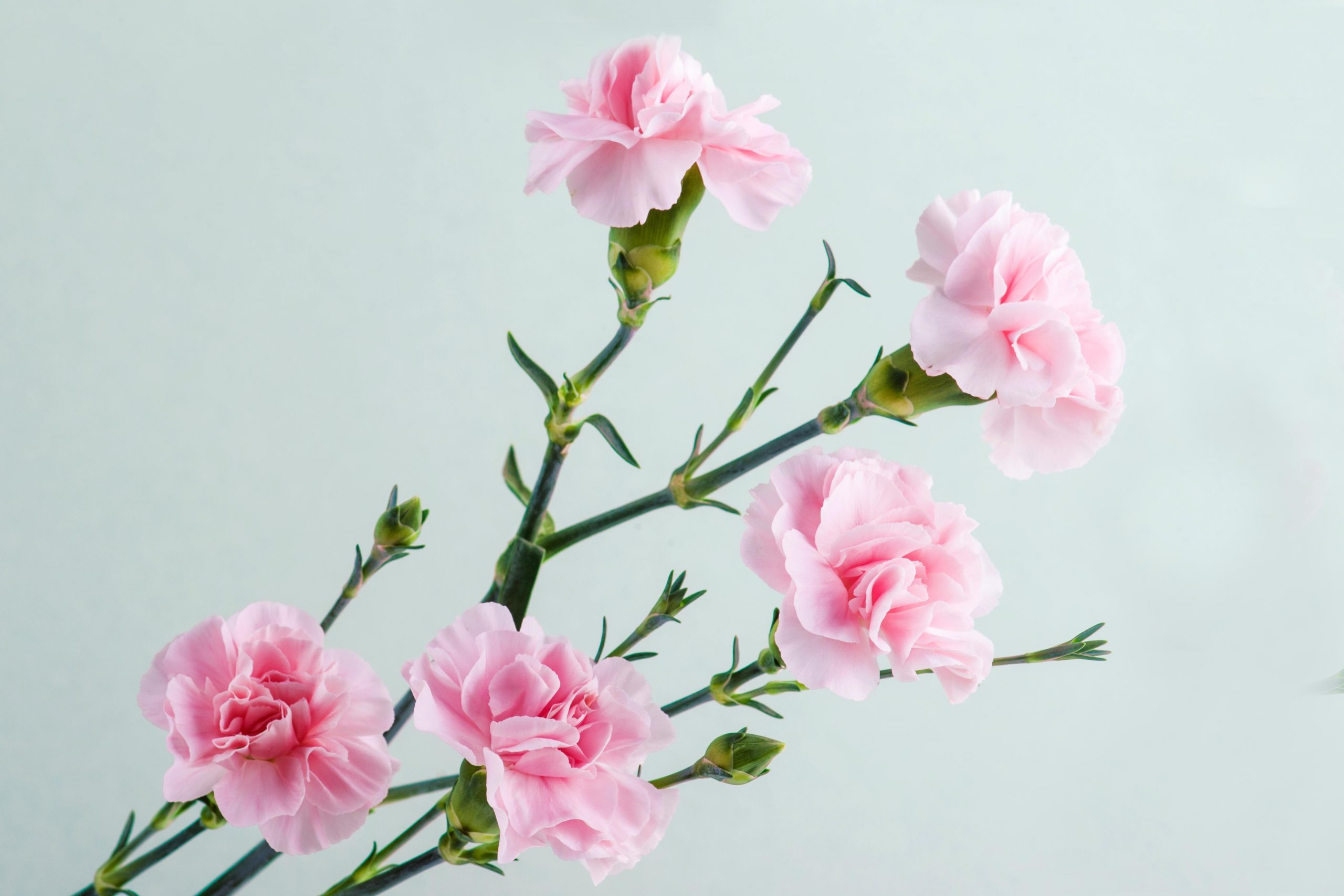 Light Pink Carnation Flowers and Stems on Colored background