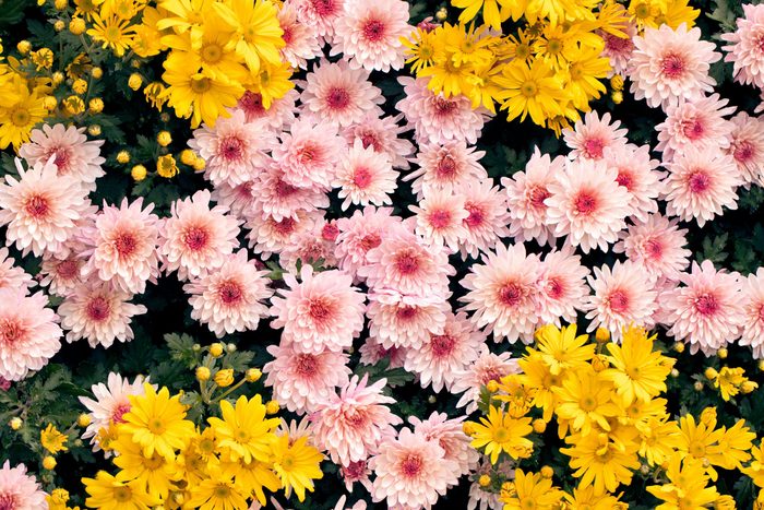 Pink and Yellow Chrysanthemum Flowers View from above