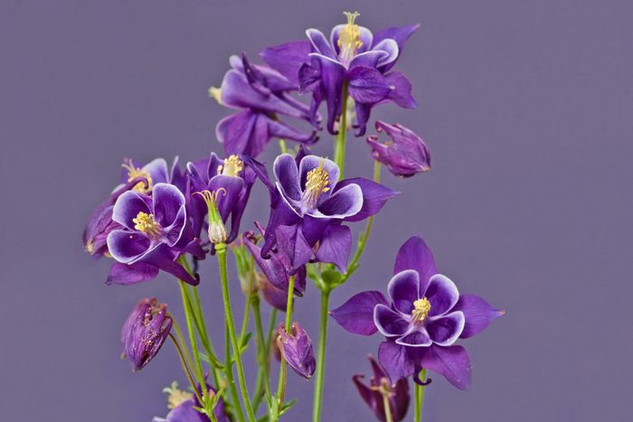 Dark Purple Colombine Flowers on purple background