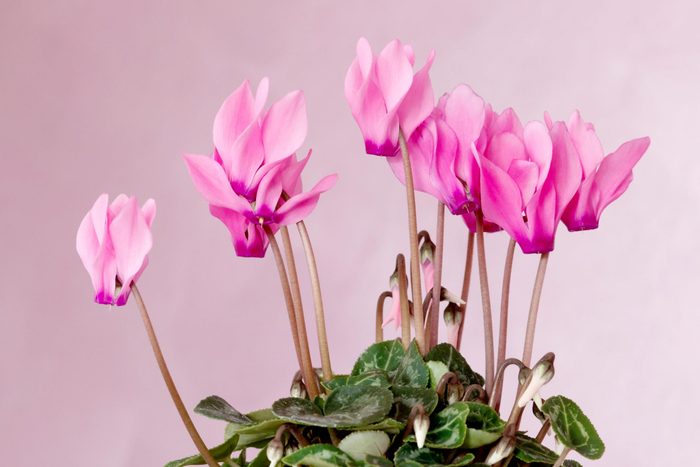 Bright Light Pink Cyclamen Flowers with Leaves