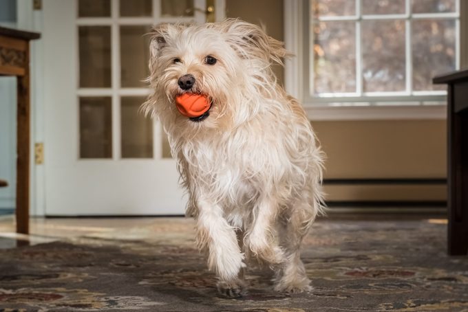 Cute little brown dog running with a ball in the living room