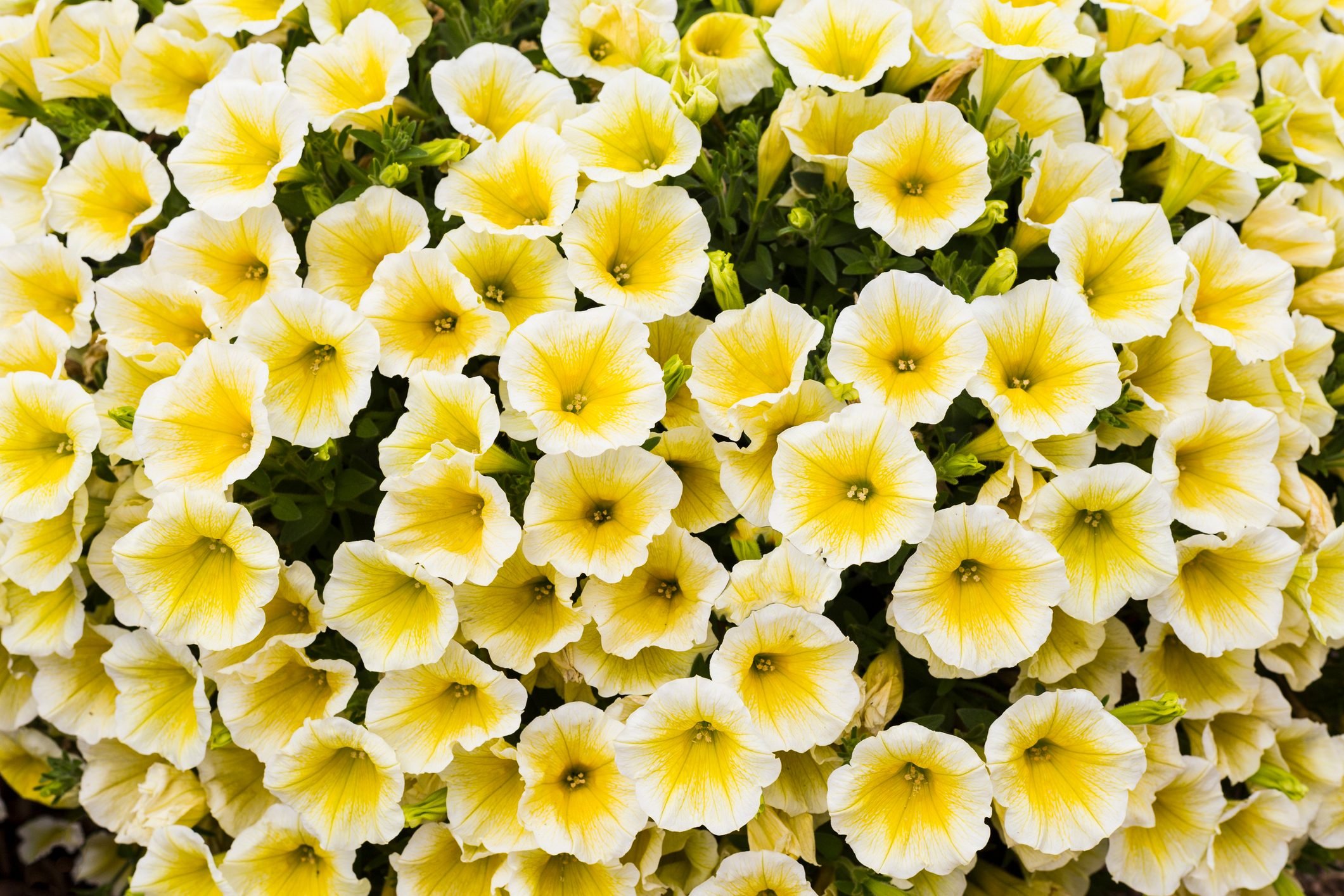 Yellow Petunia Flowers background