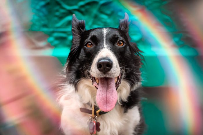 Portrait of a Border Collie with rainbows