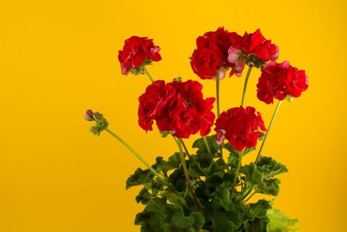 Bright red geraniums flower blooms on yellow background