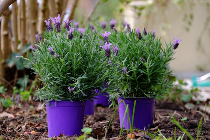 How do you use rosemary to repel mosquitoes?