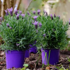 Lavender plant in a flowerpot.