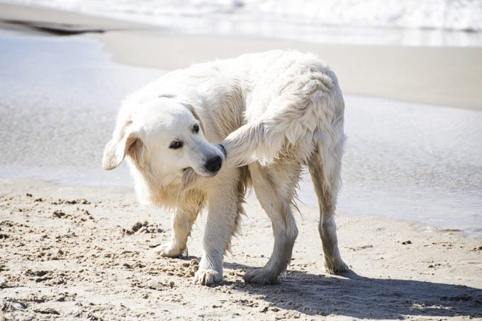 Dog Biting His Tail on the beach