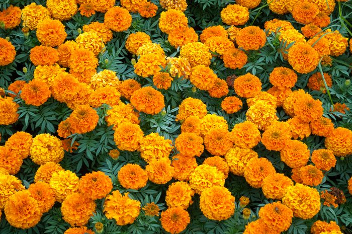 View of a Field from above of Bright orange marigold flowers