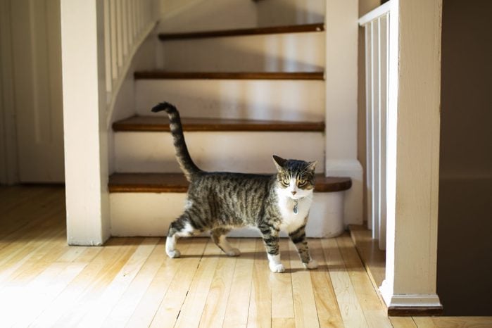 angry cat walking in a house with a twitching tail