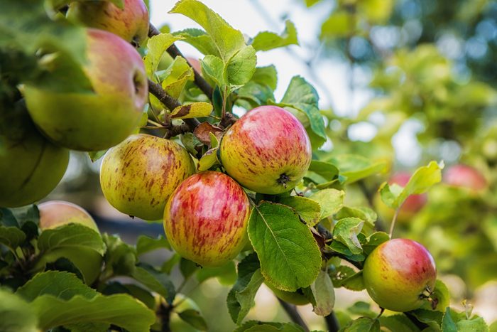 Ripe apples on apple tree in an orchard
