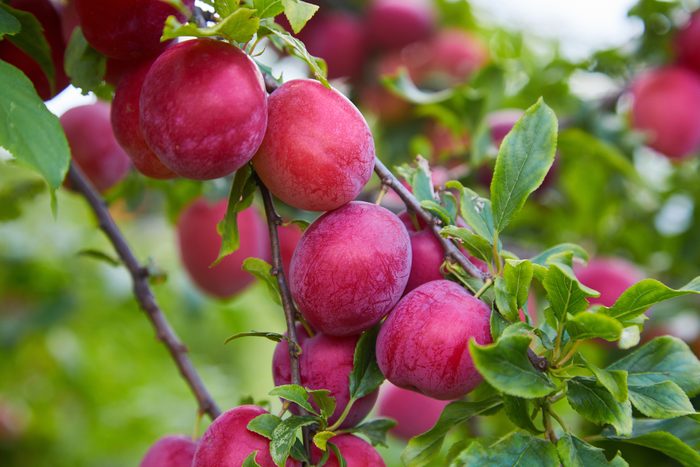 red plums growing on a tree