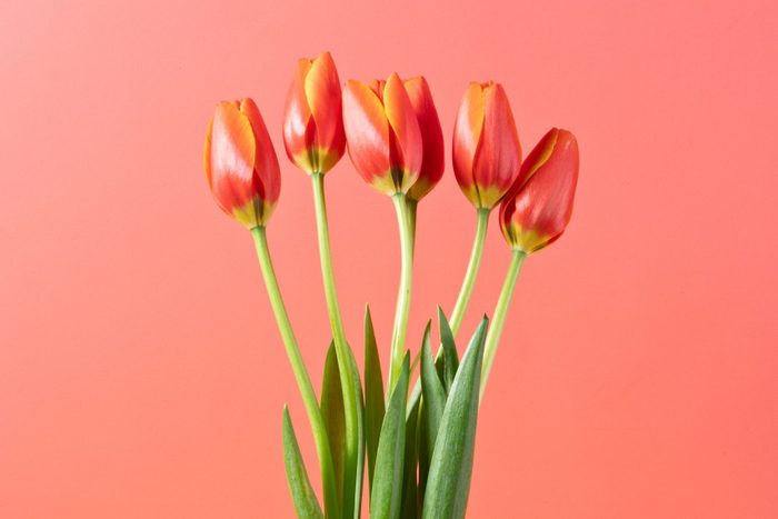 Red Tulips in Glass Vase
