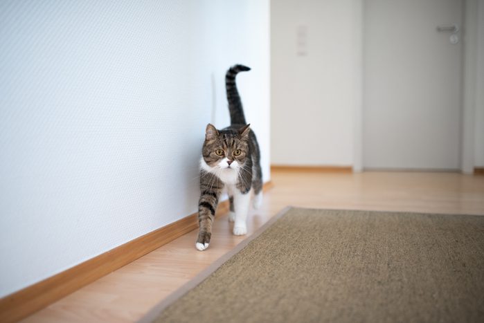 cat walking close to the wall in a hallway indoors
