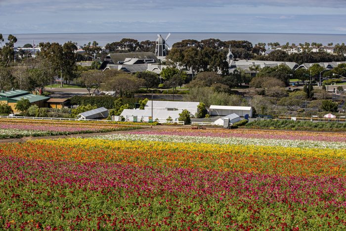 Carlsbad ranch flower fields near sand Diego, California with the ocean in the background