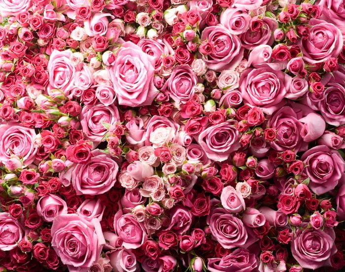 A bunch of pink tea roses close up view from above