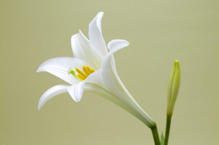 Single white Lily Blooming