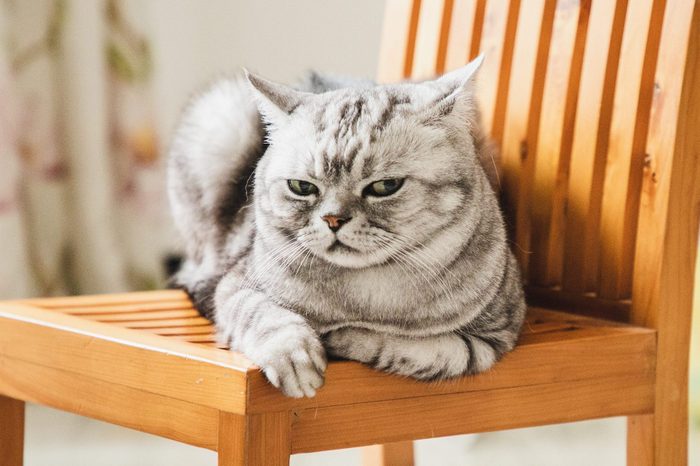 cat giving you a disdainful look