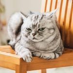 Angry Cat: 14 Signs Your Cat Is Mad at You