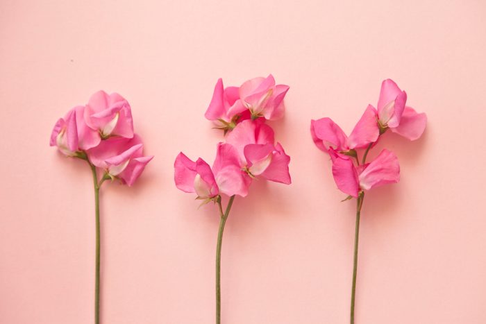 three Pink sweetpeas flowers on pink background