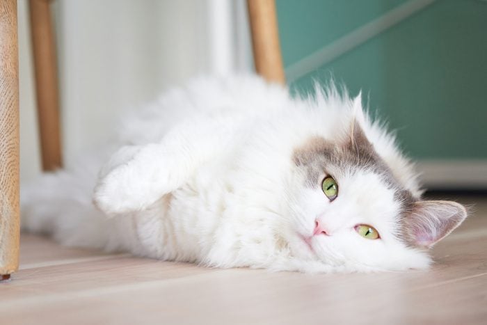 White Cat Relaxing On Floor