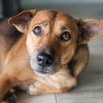 Dog Depression: 9 Signs Your Dog is Sad