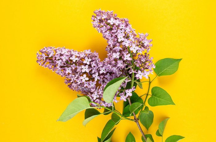 Spring lilac branch on a bright yellow background