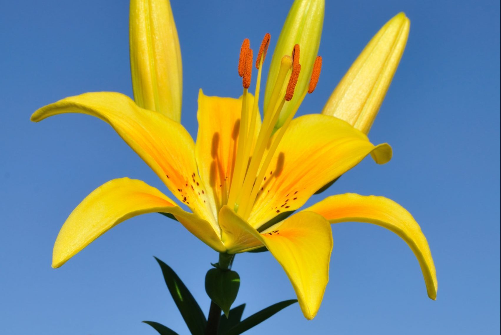 Stargazer Yellow Lily Flower Against a Blue Sky