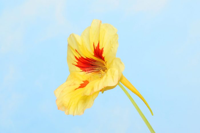 Light yellow and red edible Nasturtium flower against blue sky